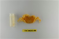 藏品(太魯閣澤蟹)的圖片